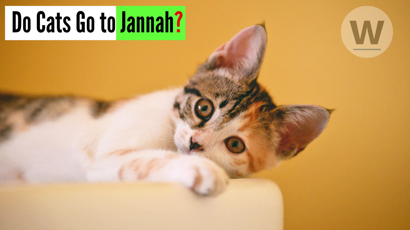 Do Cats Go to Jannah