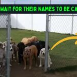 Do Dogs Know Their Name
