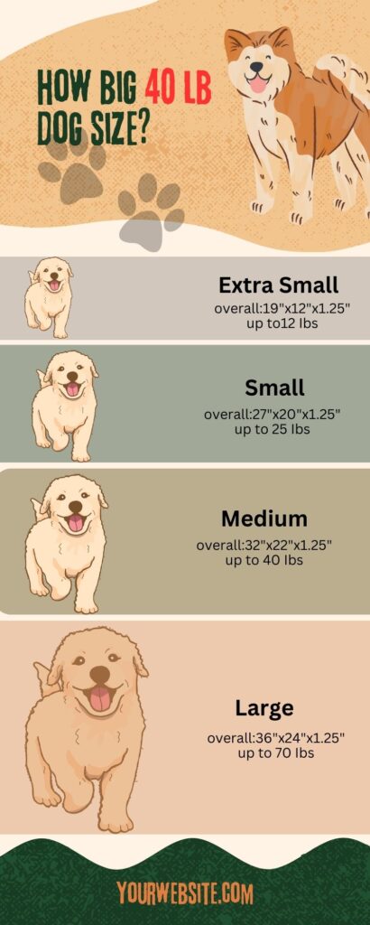 how big is a 40 lb dog