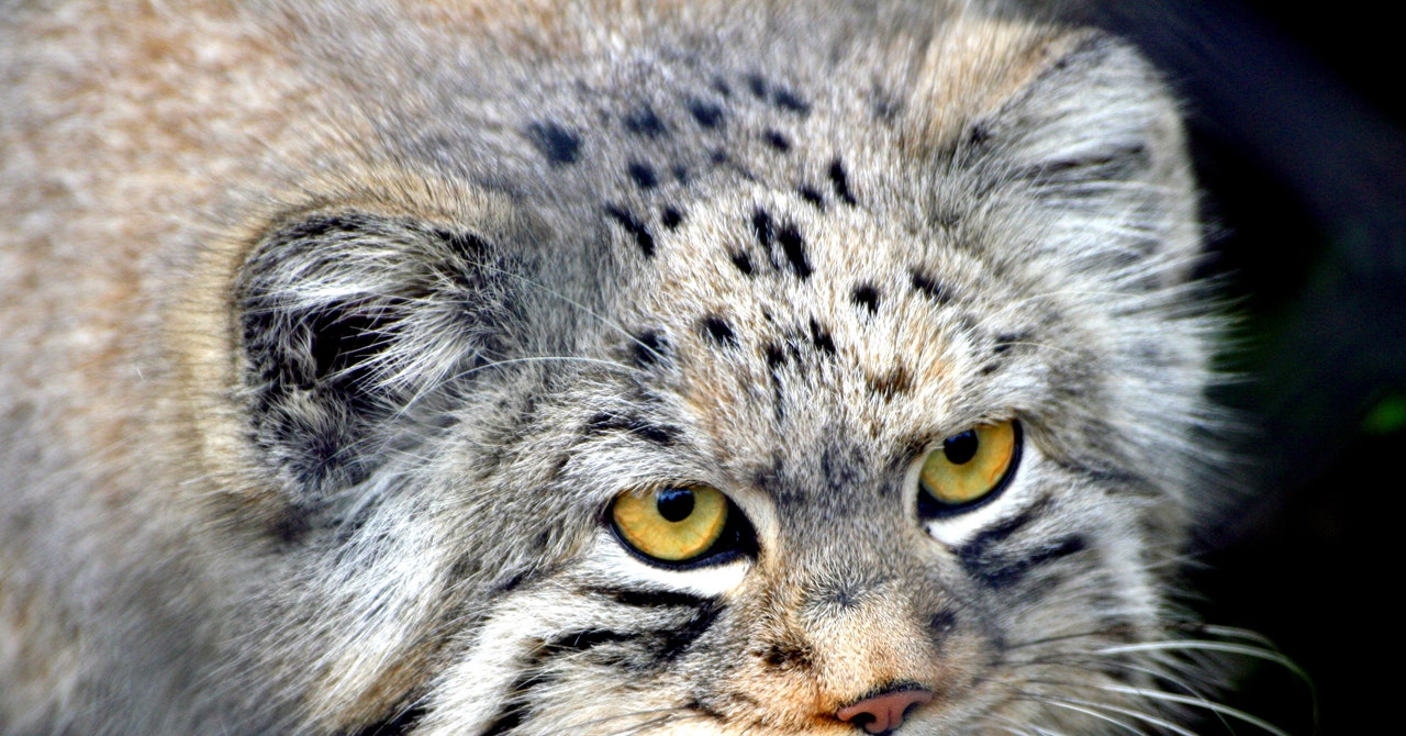 Why Do Pallas Cats Stand on Their Tails