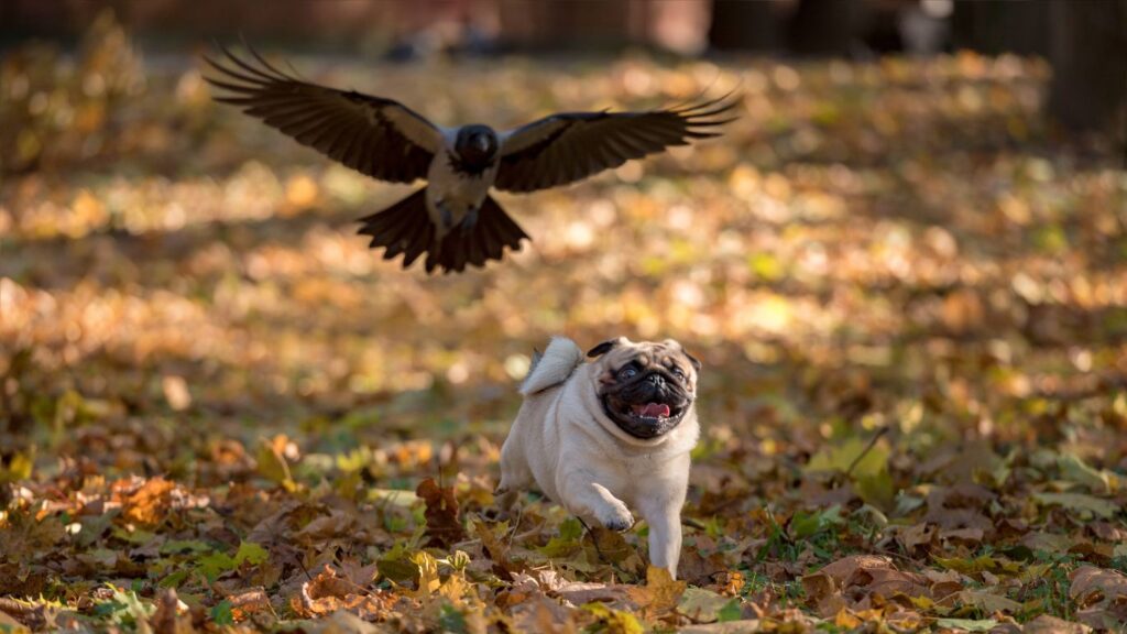 Will Crows Attack Small Dogs?